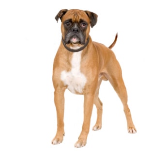 boxer dog breed