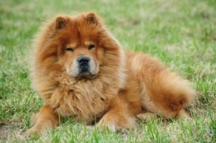 dog breeds chow chow