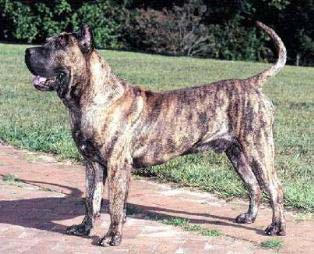 perro de presa canario dog breed
