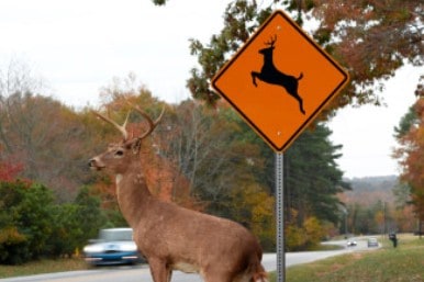 deer car collisions