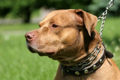 dog on a leash with owner