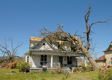 home destroyed by fallen tree