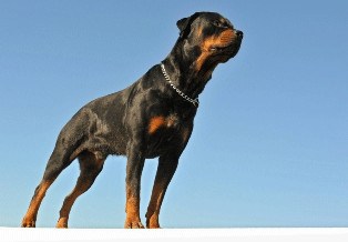 dog guarding a home