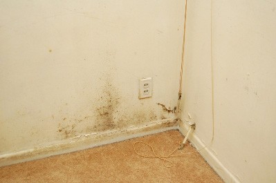mold home insurance