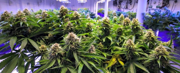 marijuana growing at farm