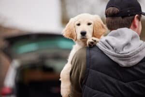 Pet Insurance Guide
